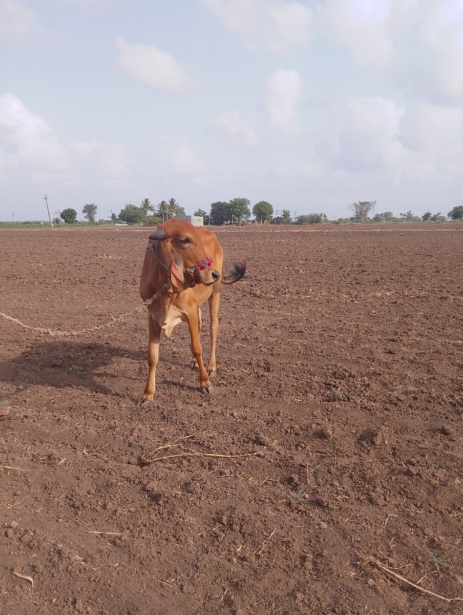 ગાય‌ વેસવાનીસે ગીર ગાય