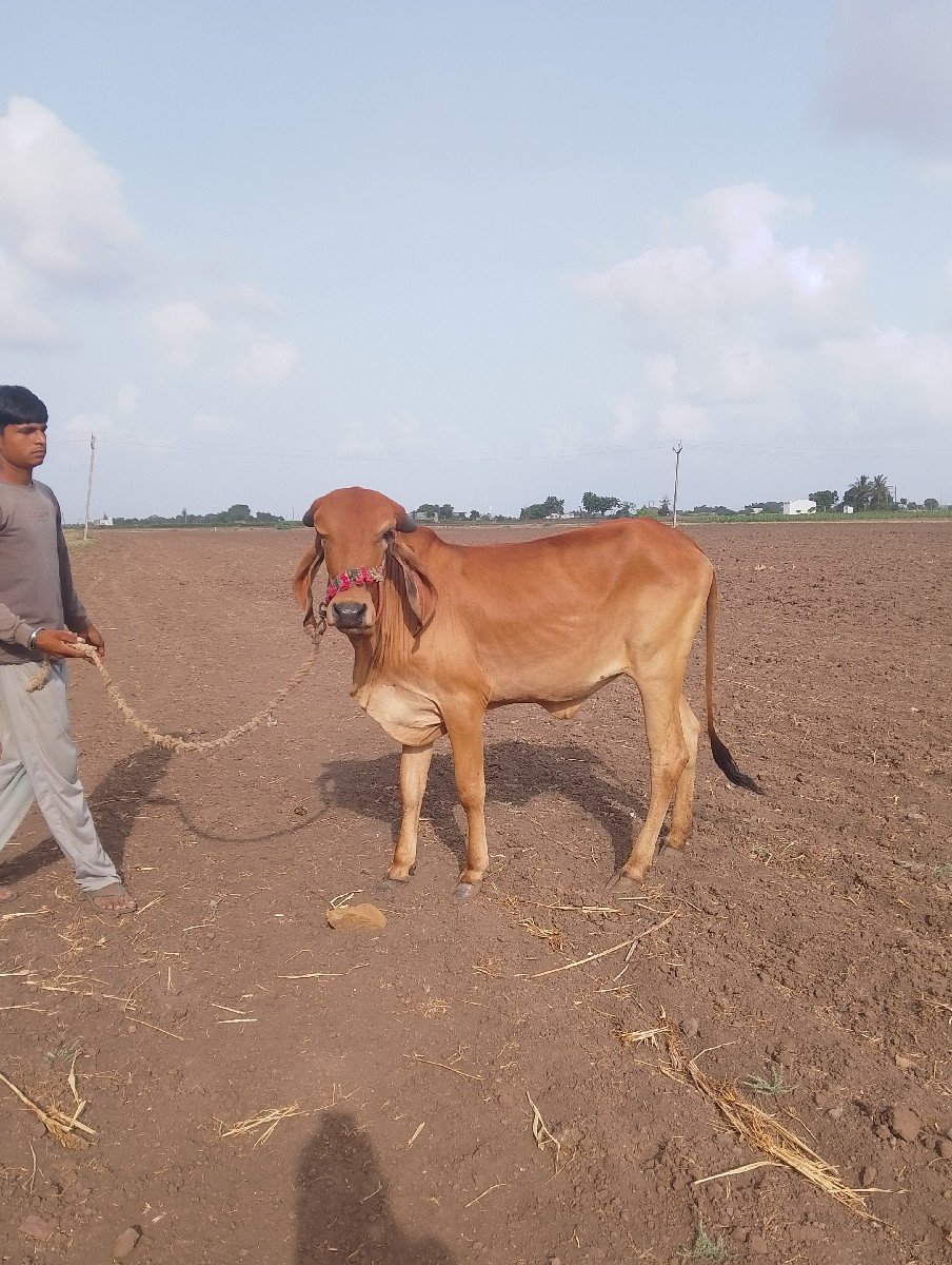 ગાય‌ વેસવાનીસે ગીર ગાય
