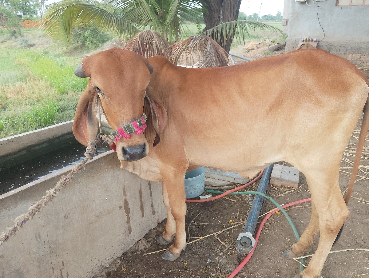 ગાય‌ વેસવાનીસે ગીર ગાય
