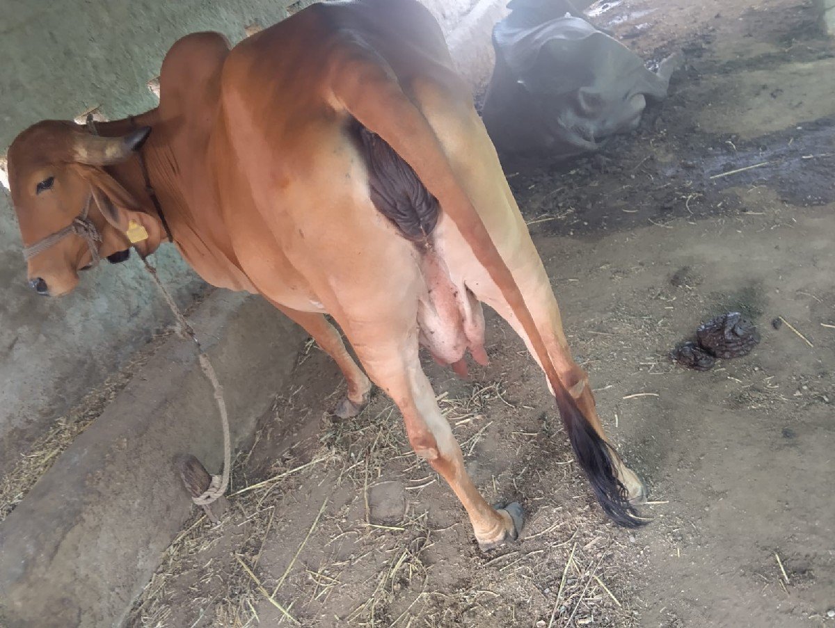 2 જૂ વેતર સે