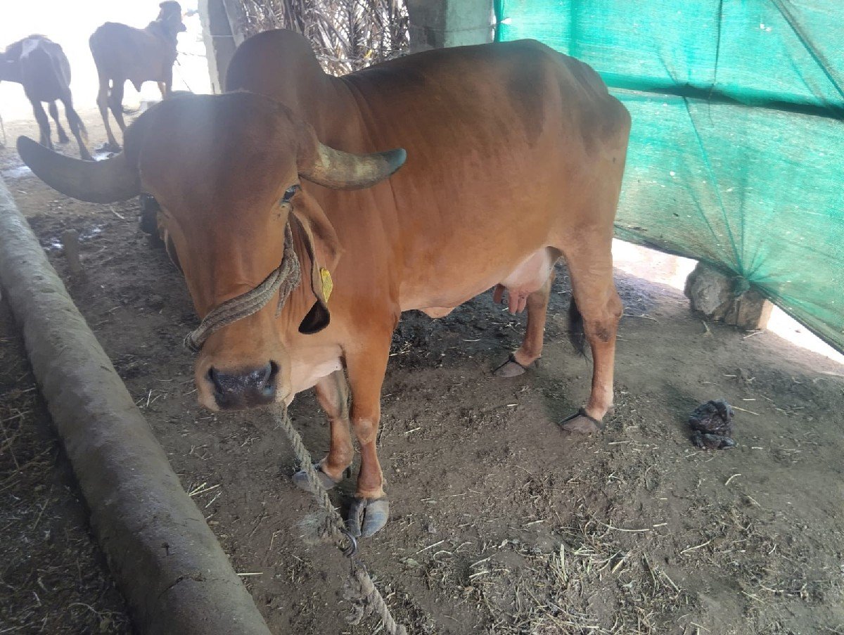 2 જૂ વેતર સે