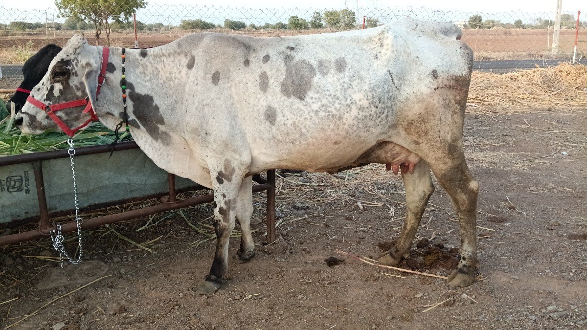 જર્સી જરસી