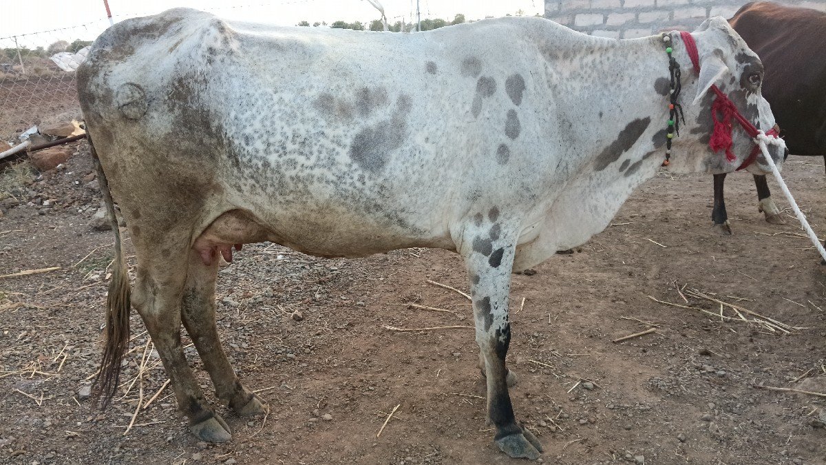જર્સી જરસી