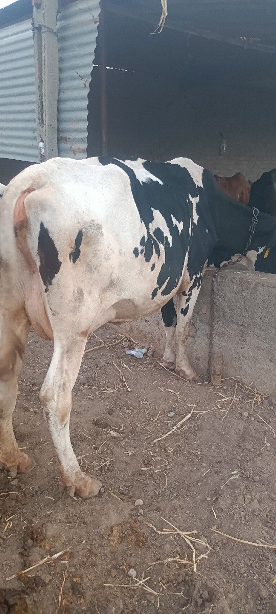 ગાય વેચવાની છે