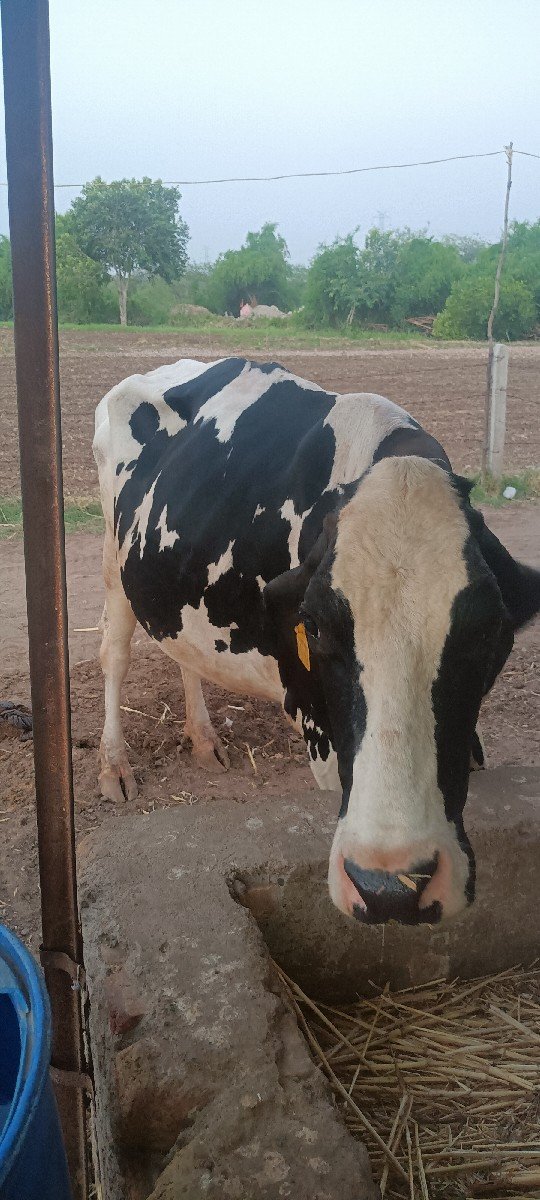 ગાય વેચવાની છે