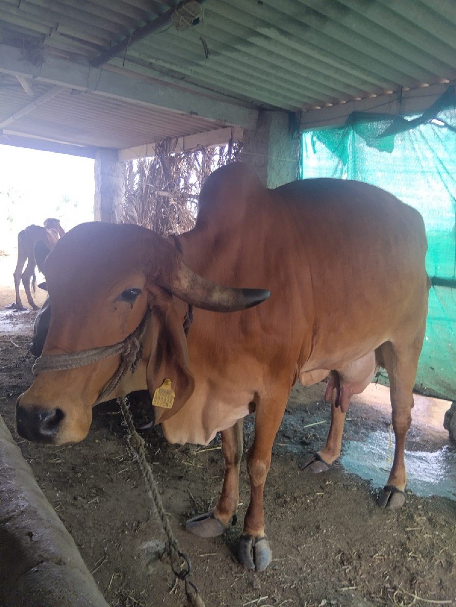 ગાય વેસવાની
