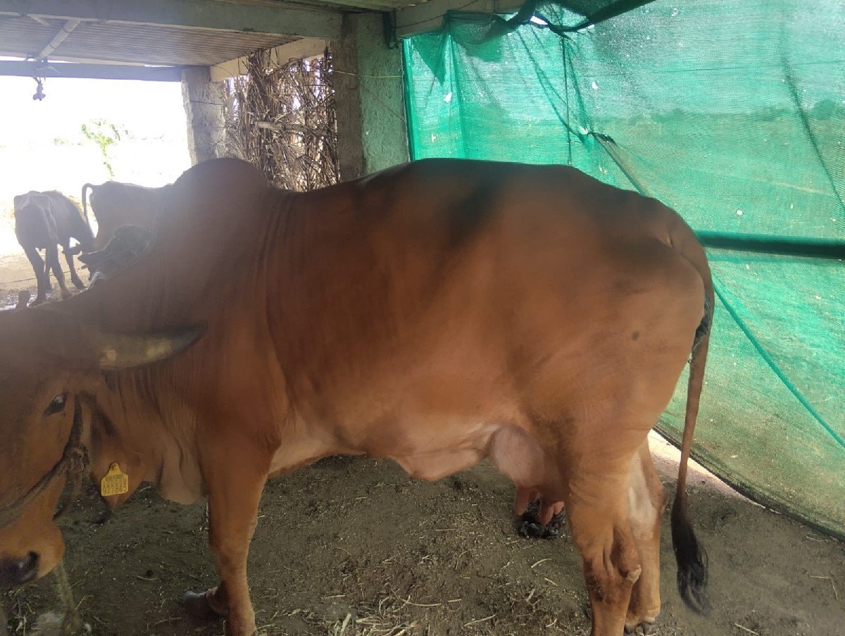 ગાય વેસવાની