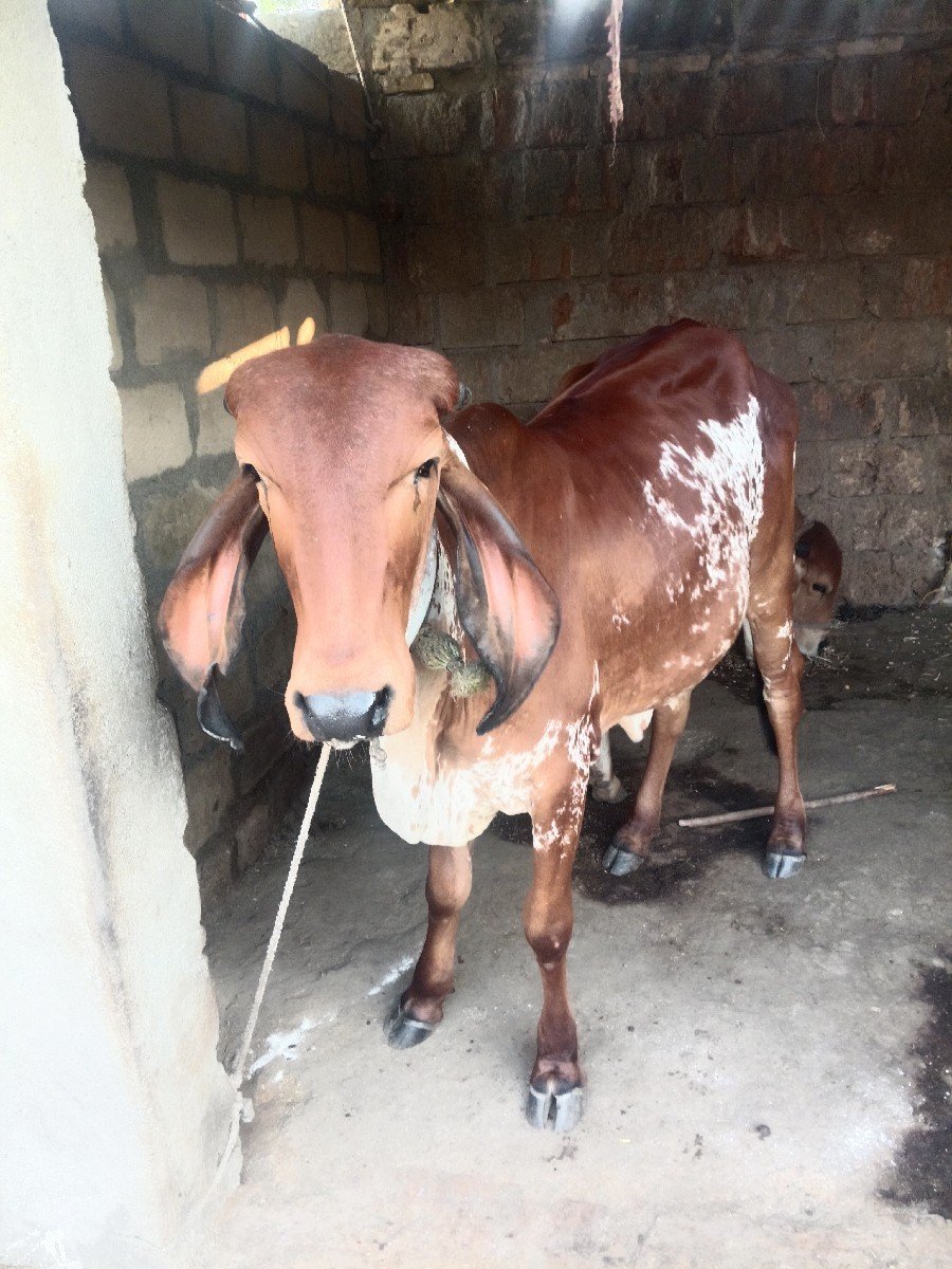 હોળકી વેચવાની છે