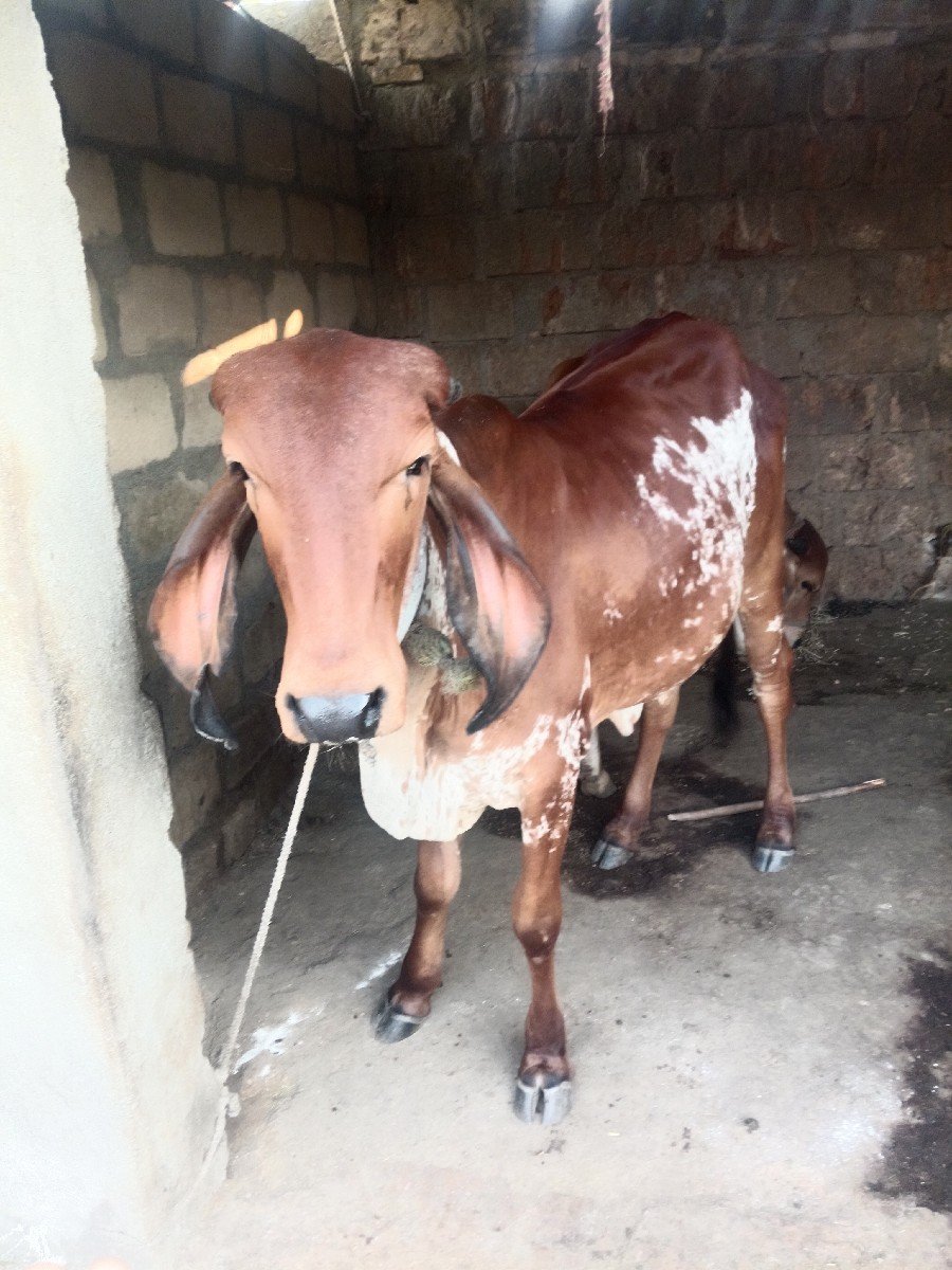 હોળકી વેચવાની છે