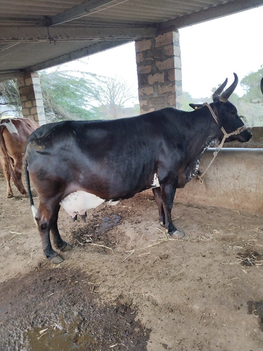 ગાય વેચવાની છે