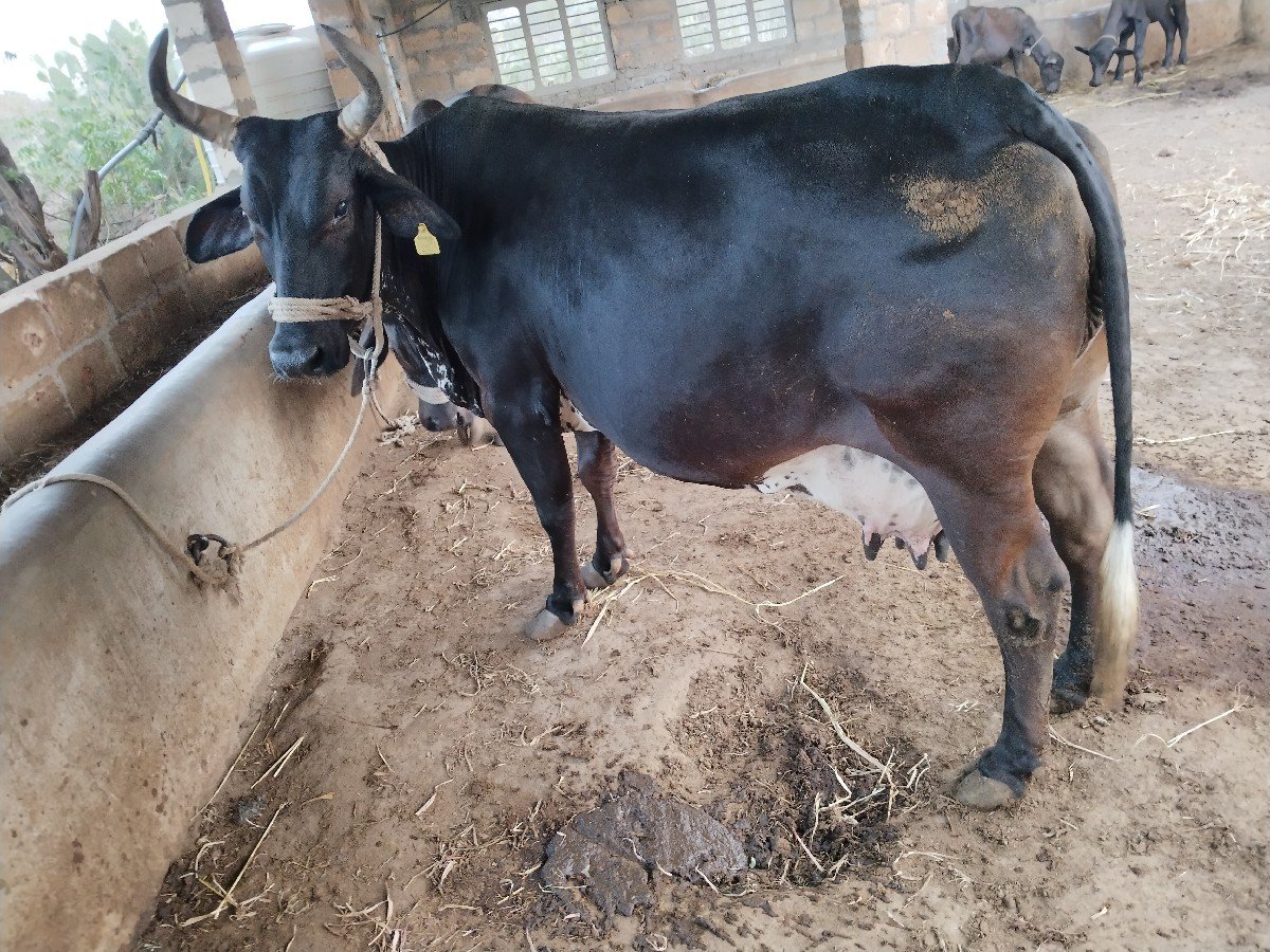 ગાય વેચવાની છે