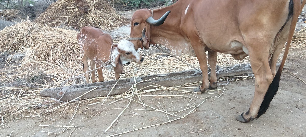 ગાય વેશવાનિહ દુધ વાશડિ ધાવતા 35