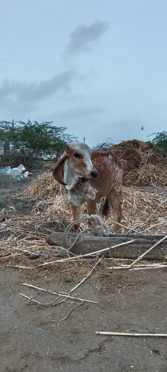 ગાય વેશવાનિહ દુધ વાશડિ ધાવતા 35