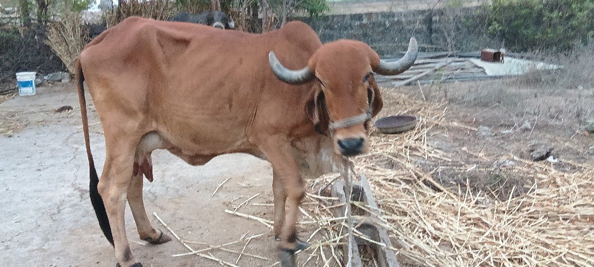 ગાય વેશવાનિહ દુધ વાશડિ ધાવતા 35