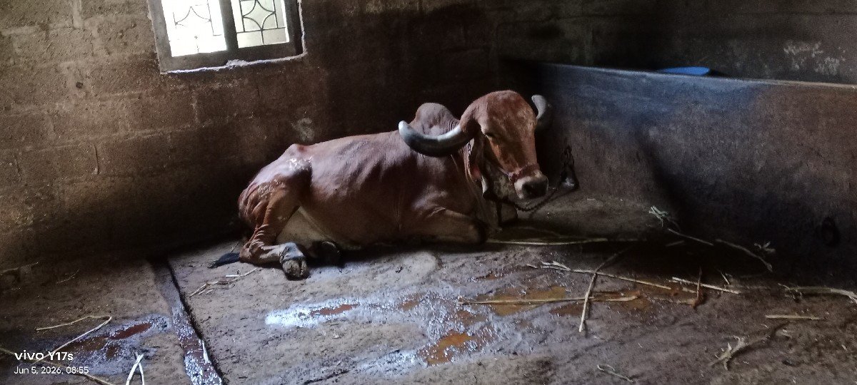 ગીર ગાય વેચવાની છે