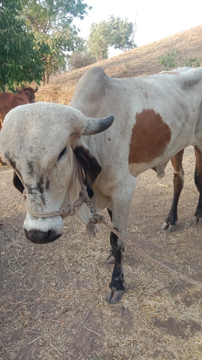 vesavani સે