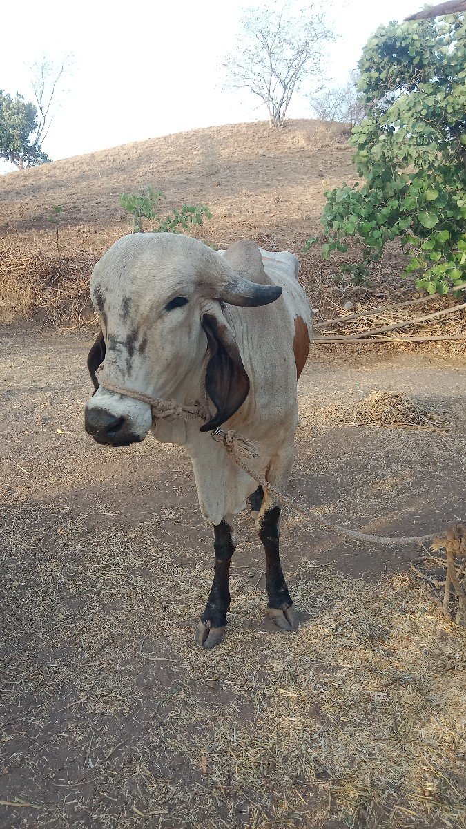 vesavani સે
