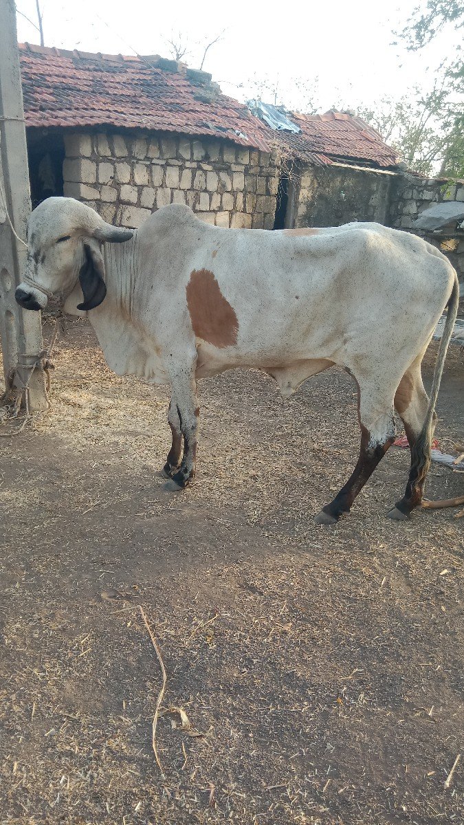 vesavani સે