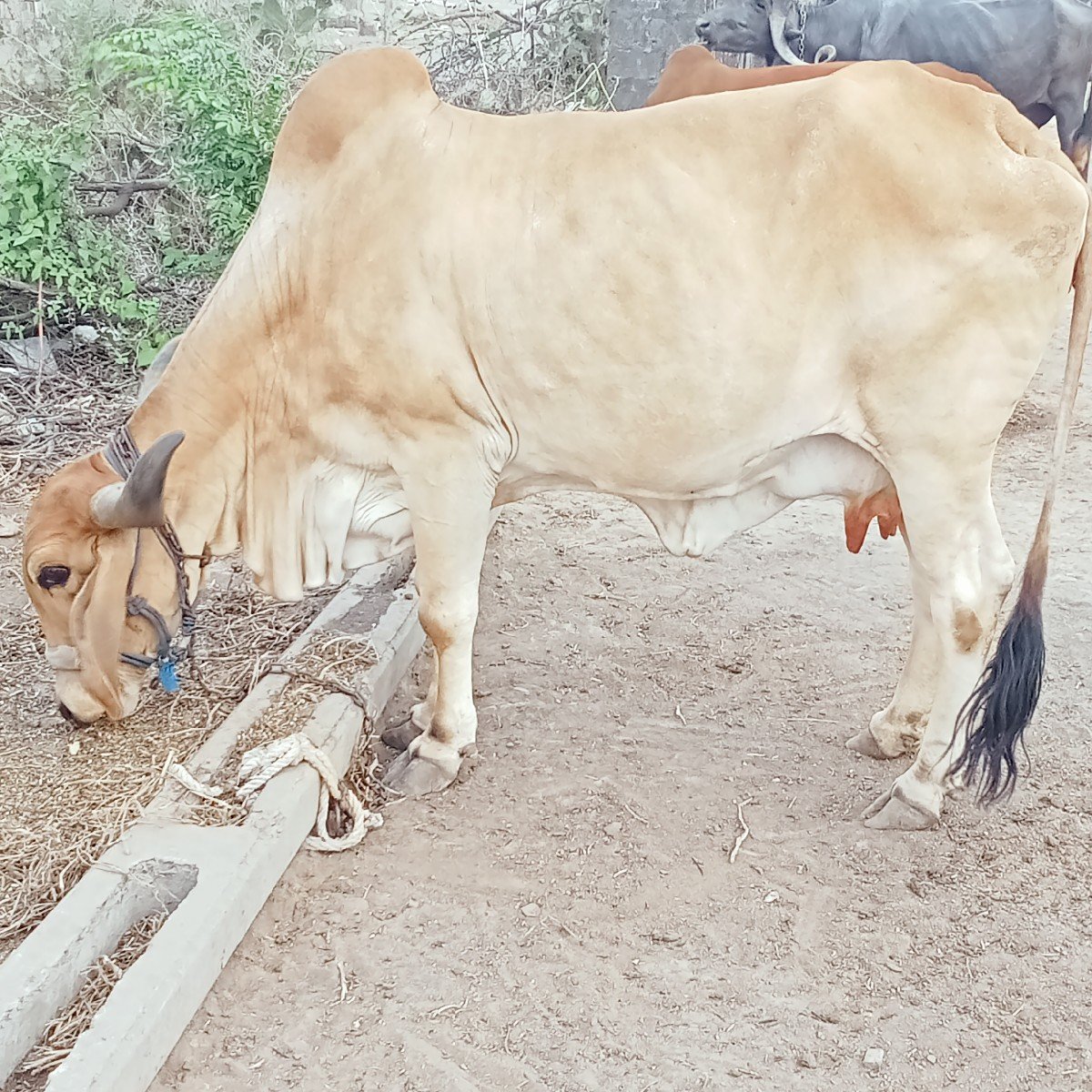 ગાય વેચવાની  છે પંદર દીવસ ની કાસી
