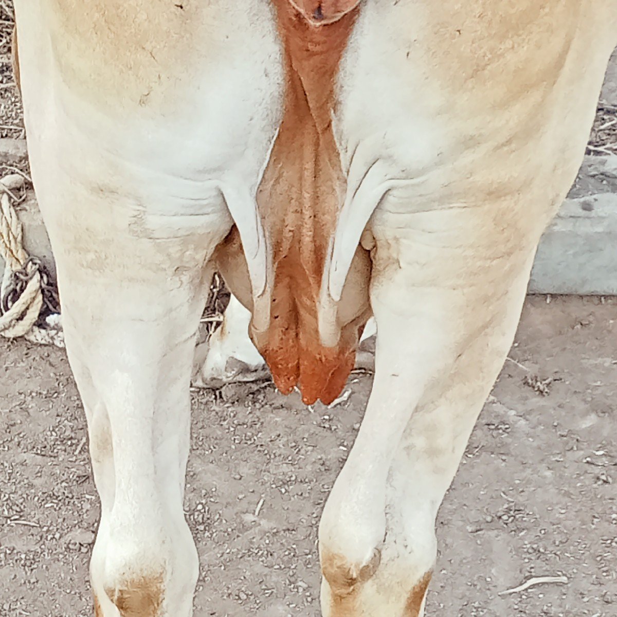 ગાય વેચવાની  છે પંદર દીવસ ની કાસી