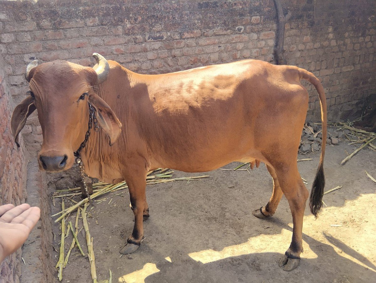 ગાય વેચવાની છે.