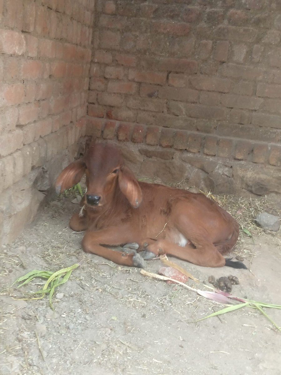 ગાય વેચવાની છે.
