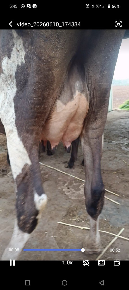 ગાય વેચવાની છે