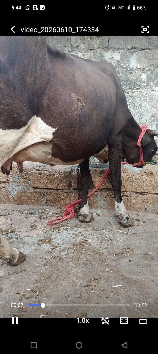 ગાય વેચવાની છે