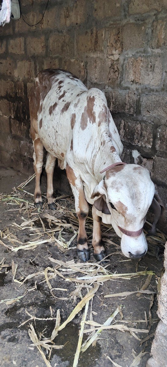 વાછડો વેચવાનો છે