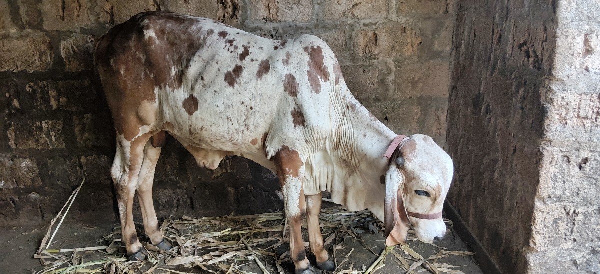 વાછડો વેચવાનો છે