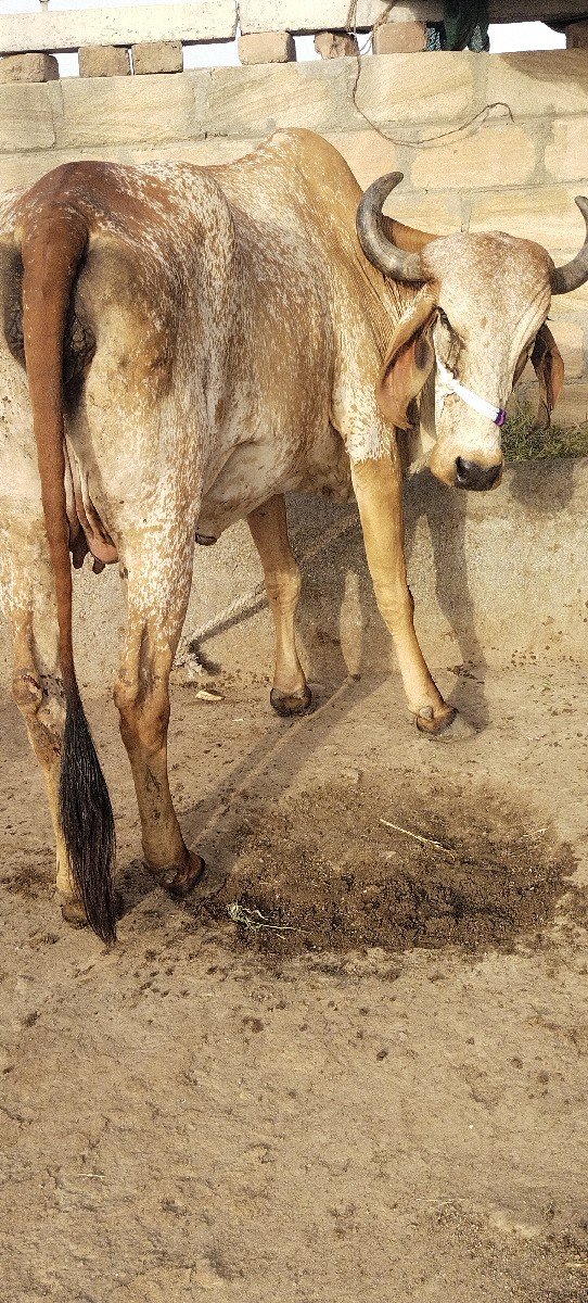 દેશી કાબરી