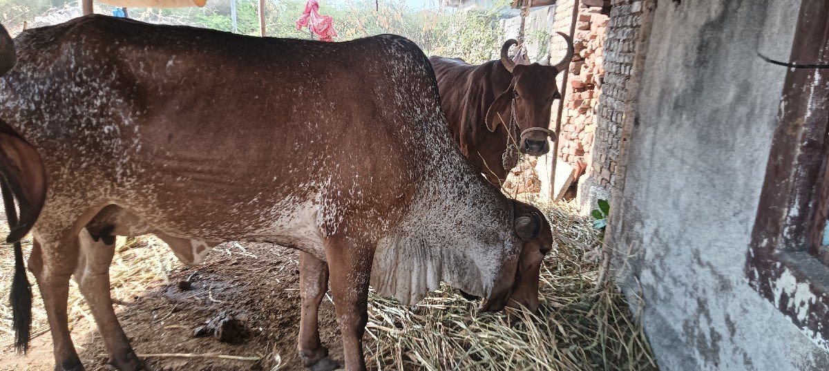 સાટા કરવા ના સે