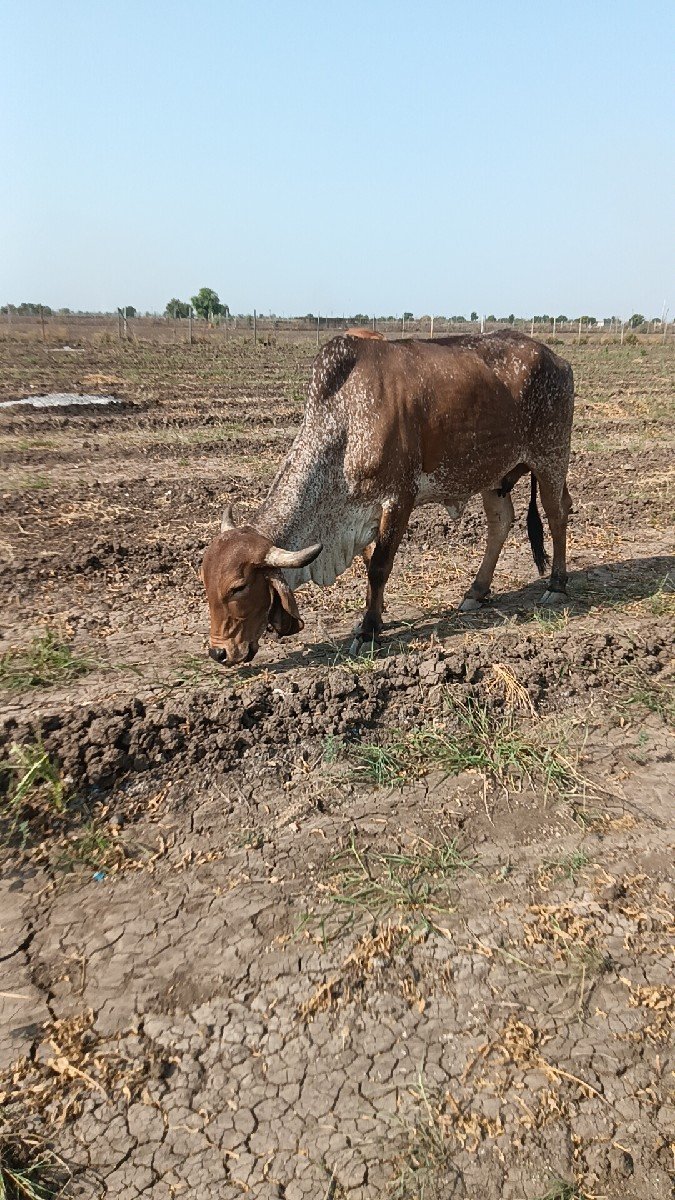 સાટા કરવા ના સે