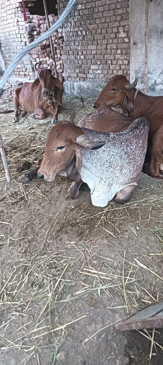 સાટા કરવા ના સે