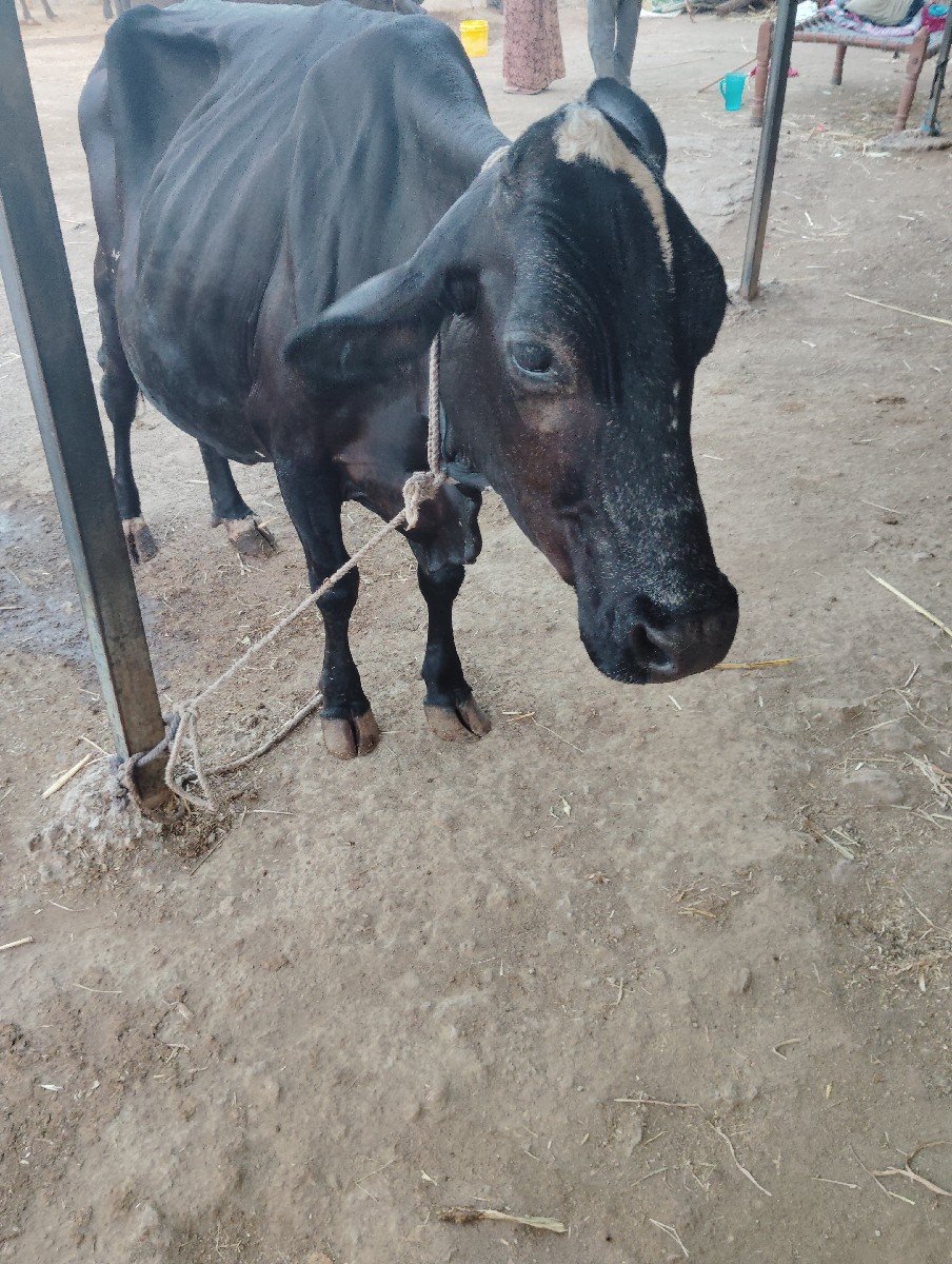 6 દીવસ ની વીહાણેલી નીચે વાસડી