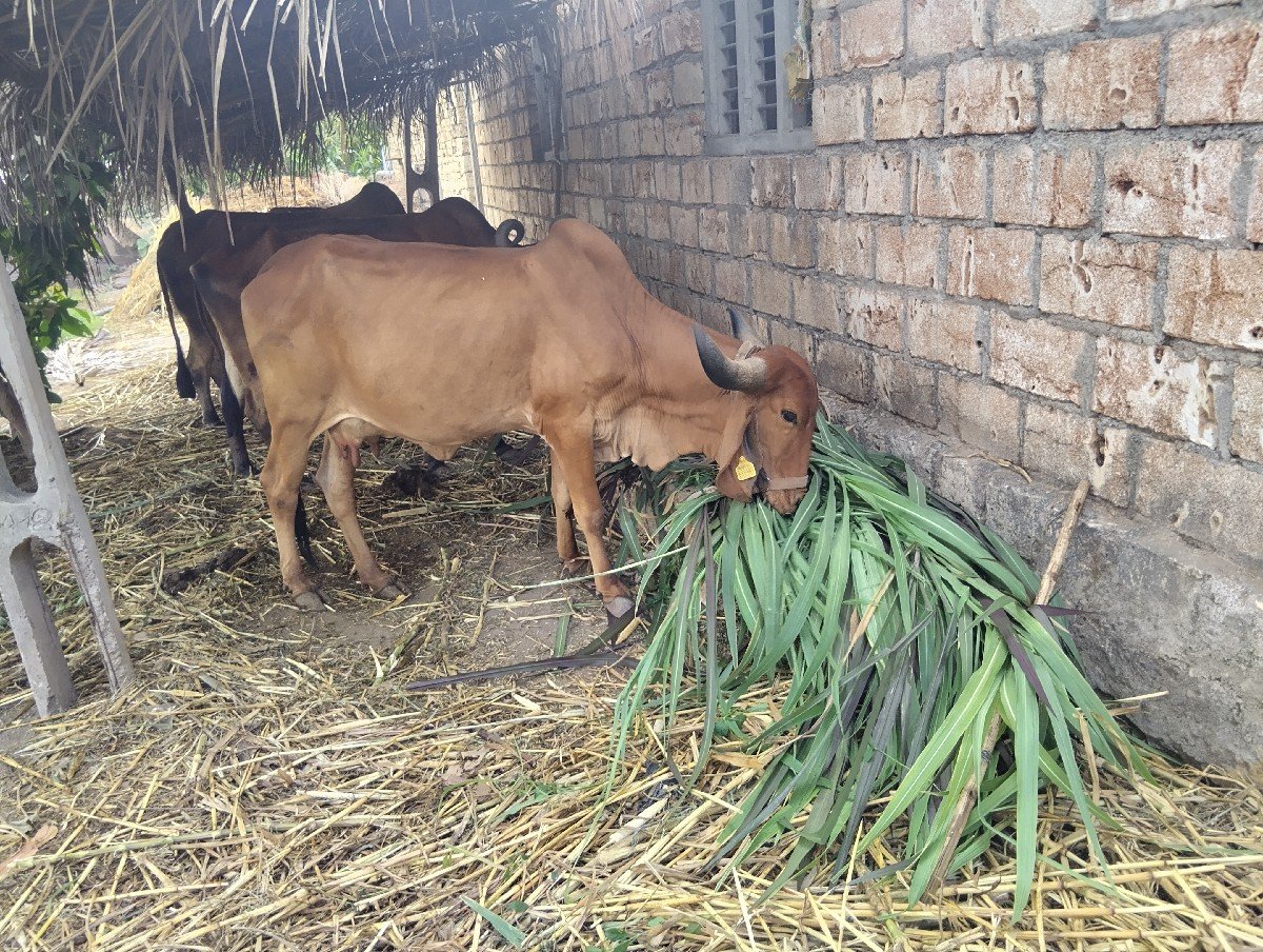 ગાય વેચવાની છે