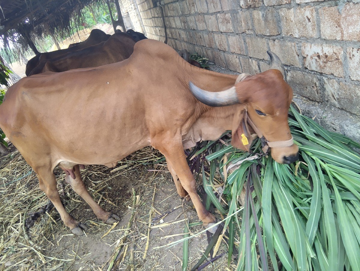 ગાય વેચવાની છે