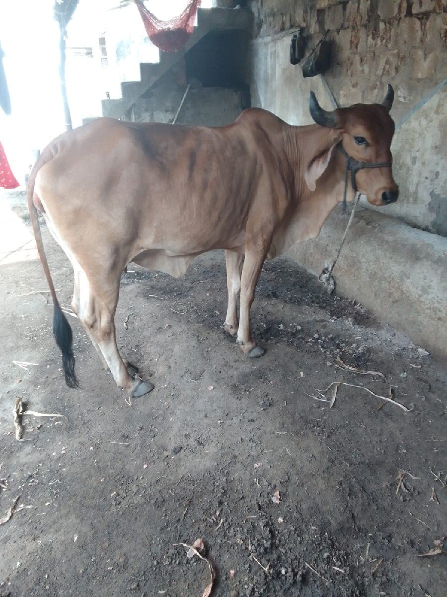 ગાય વેચવાની છે