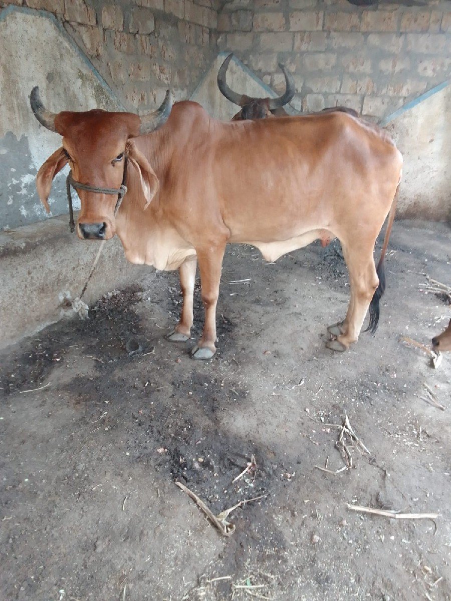 ગાય વેચવાની છે