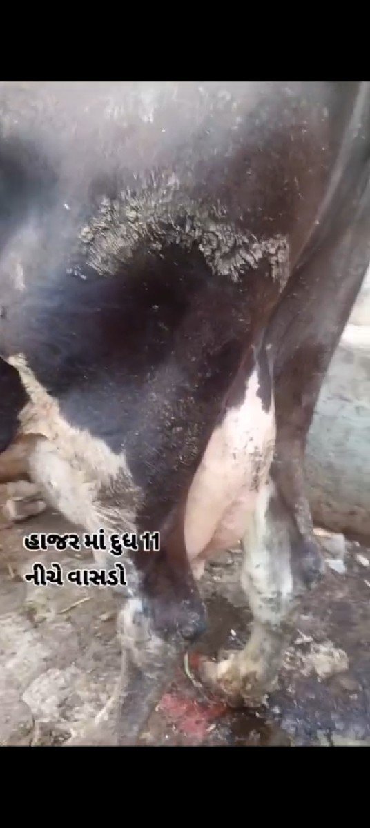 ગાય વેસવાની છે