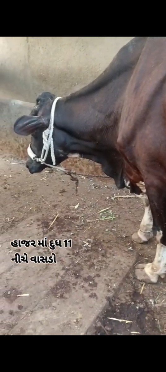 ગાય વેસવાની છે
