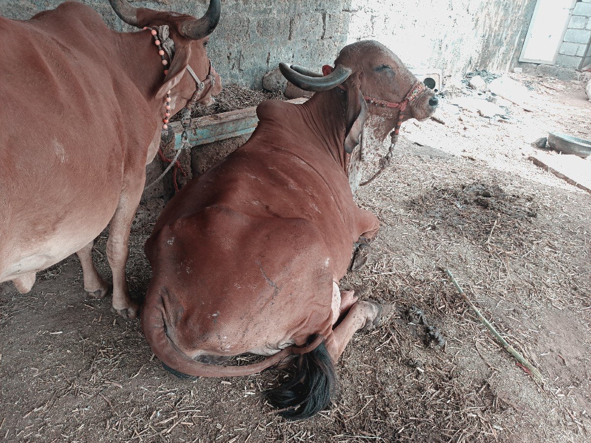 ગાય વેચવાની છે