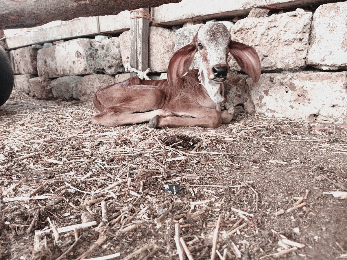 ગાય વેચવાની છે