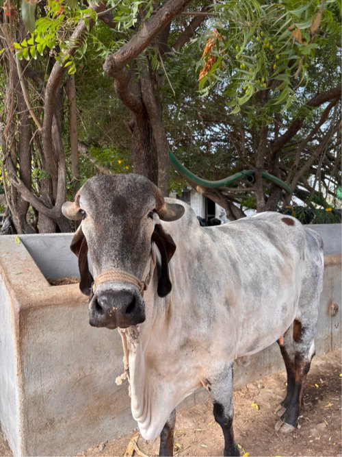 ગાય વેચવાની છે