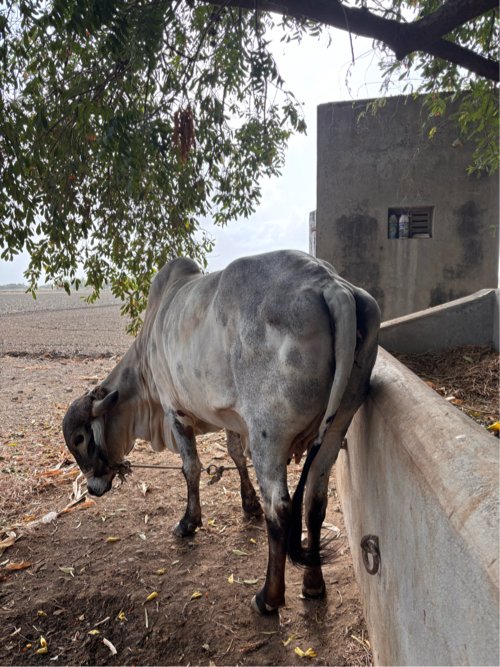 ગાય વેચવાની છે