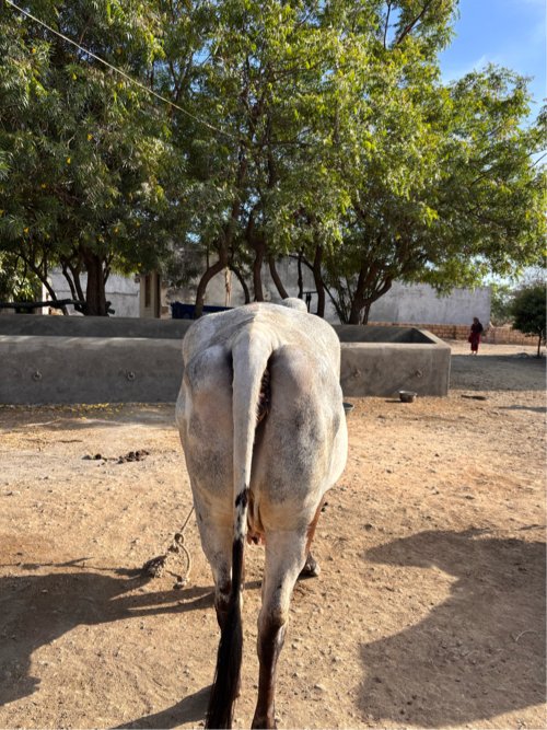 ગાય વેચવાની છે
