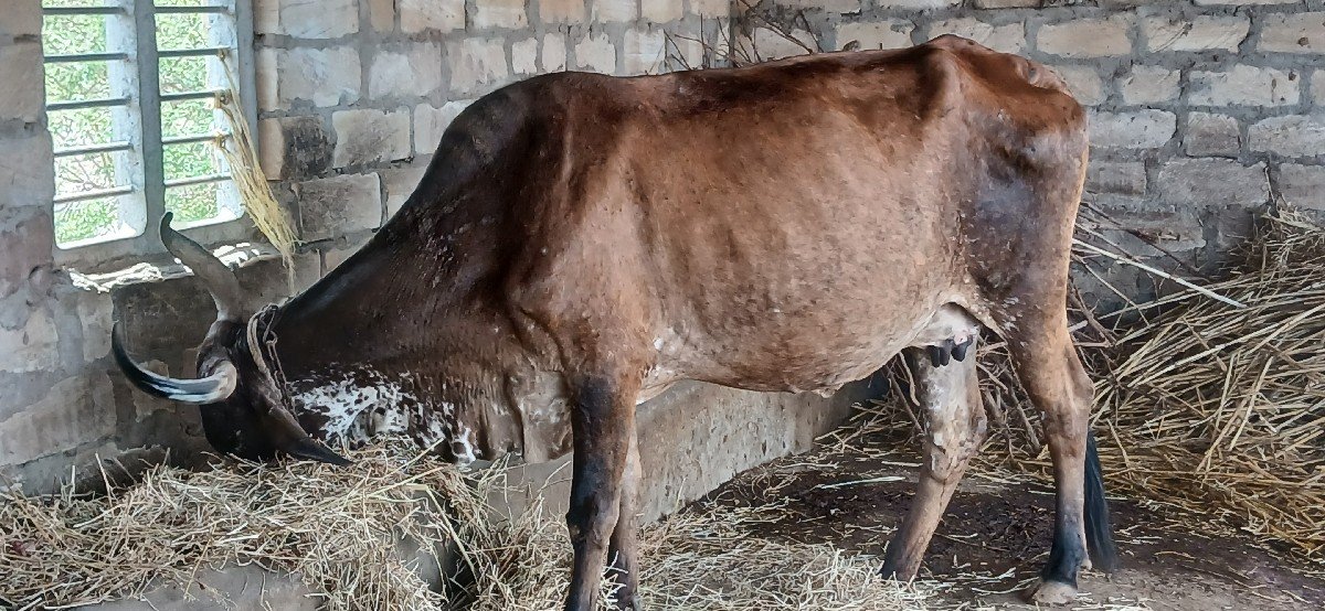 ગાય વેચવાની છે