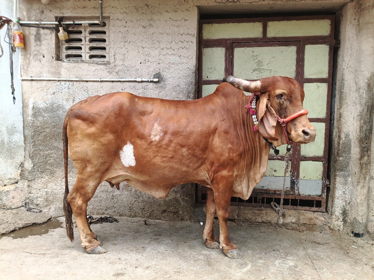 કપિલા ગાય વેચવાની છે