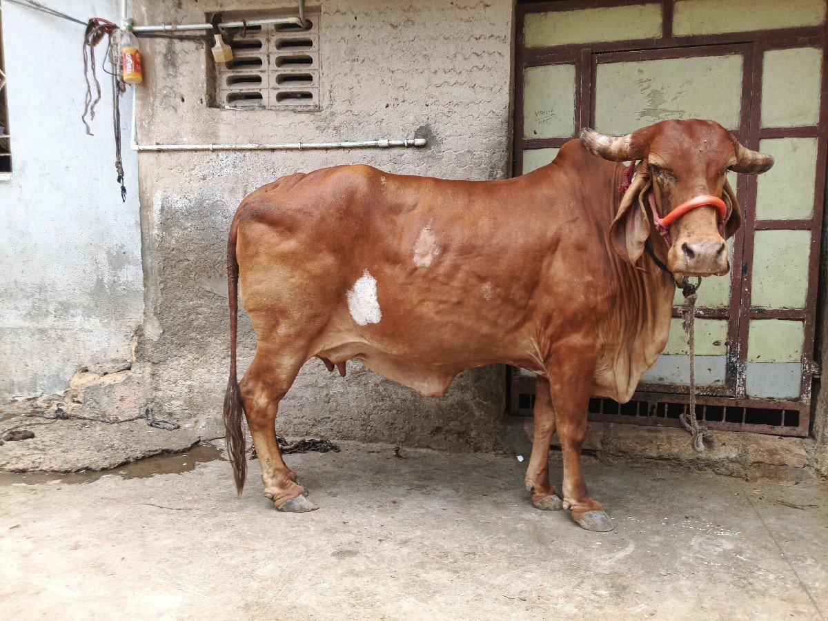 કપિલા ગાય વેચવાની છે