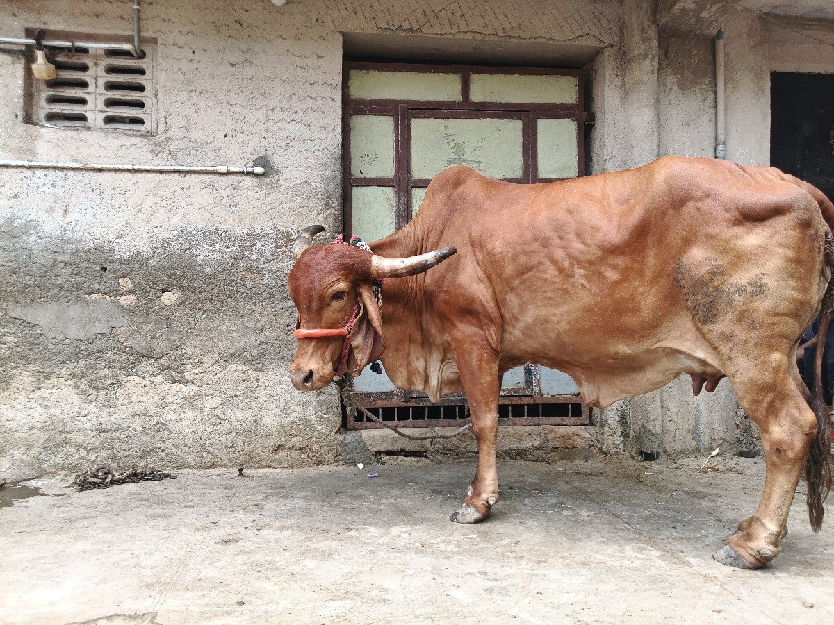 કપિલા ગાય વેચવાની છે